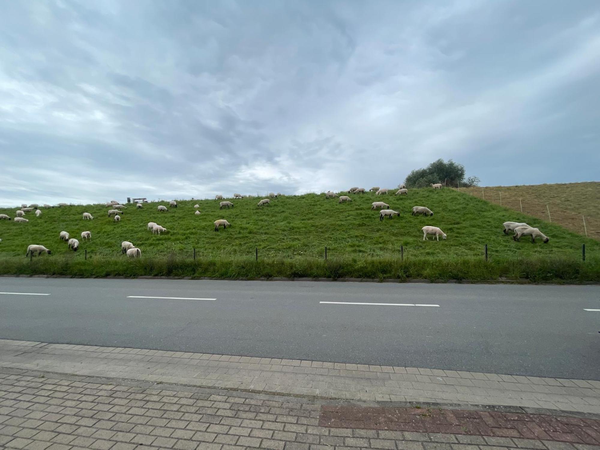 Nordwindoase Daire Grünendeich Dış mekan fotoğraf